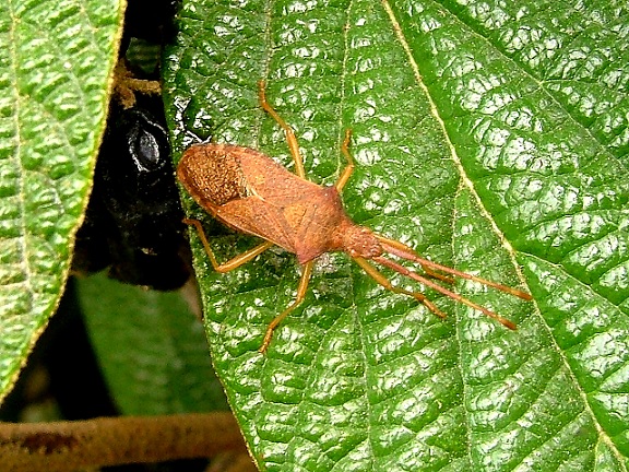 Coreidae: Gonocerus acuteangulatus